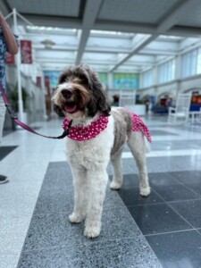 Tutu Tilly Therapy Dog Image